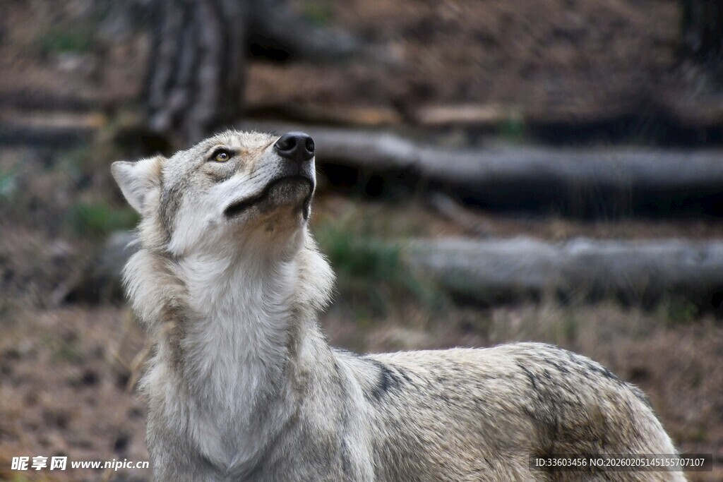 仰头嚎叫的灰狼