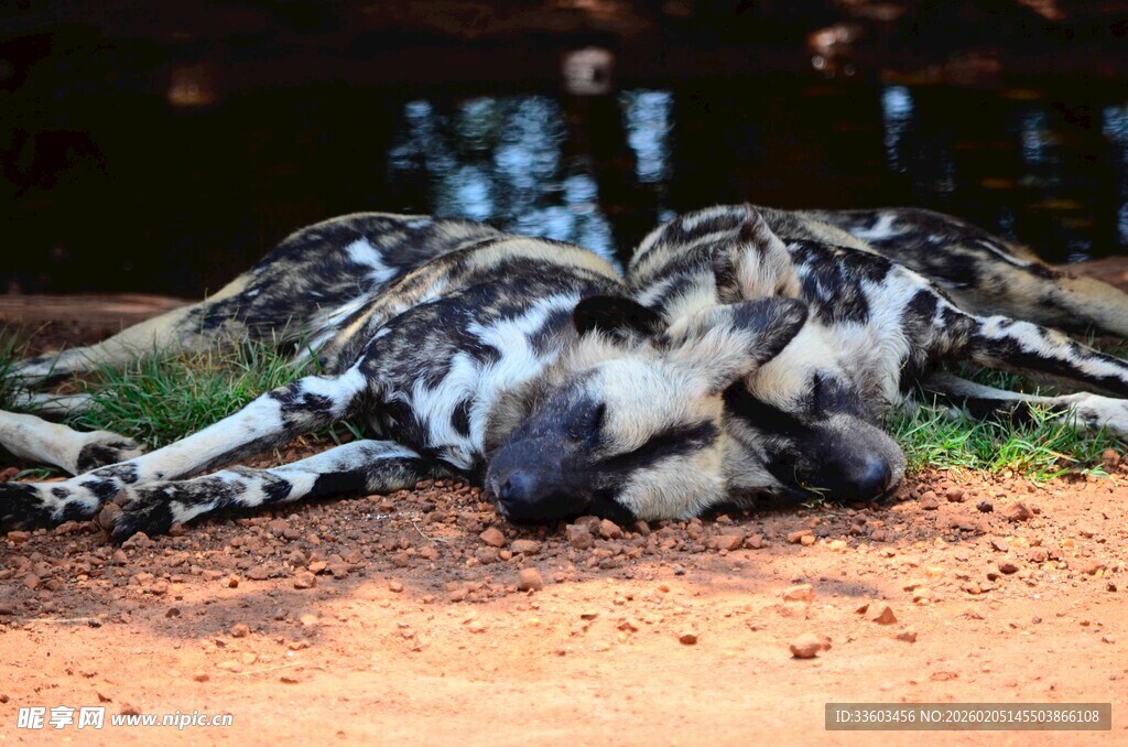 两只犬依偎休憩