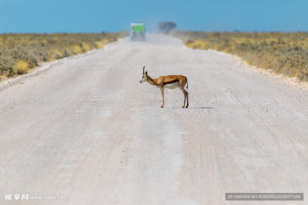 公路上独行的羚羊