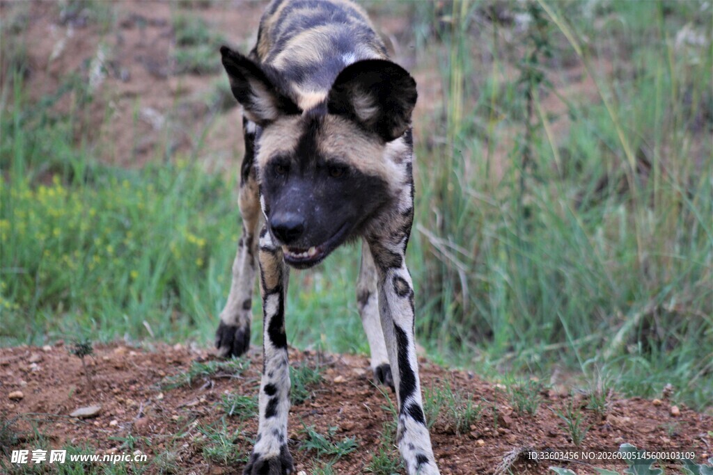 非洲野犬站立于草地