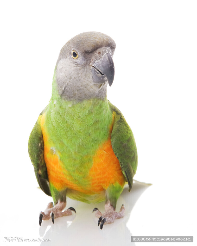 多彩鹦鹉特写