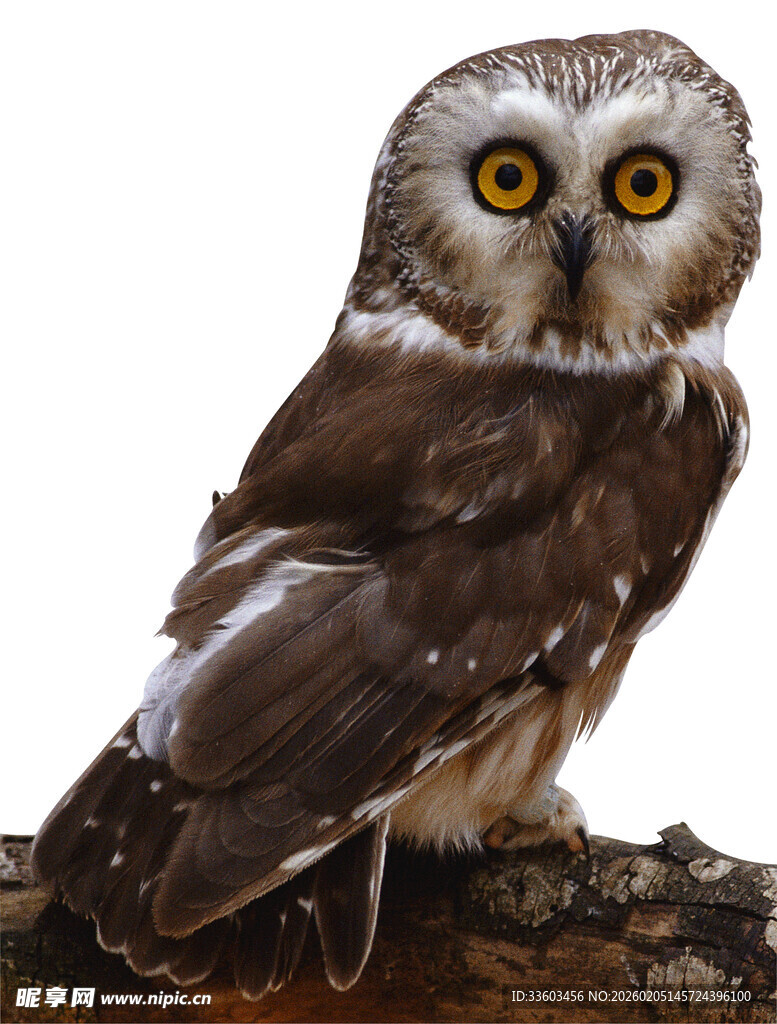 栖息枝头的大眼猫头鹰