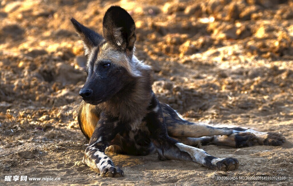 非洲野犬休憩于荒野