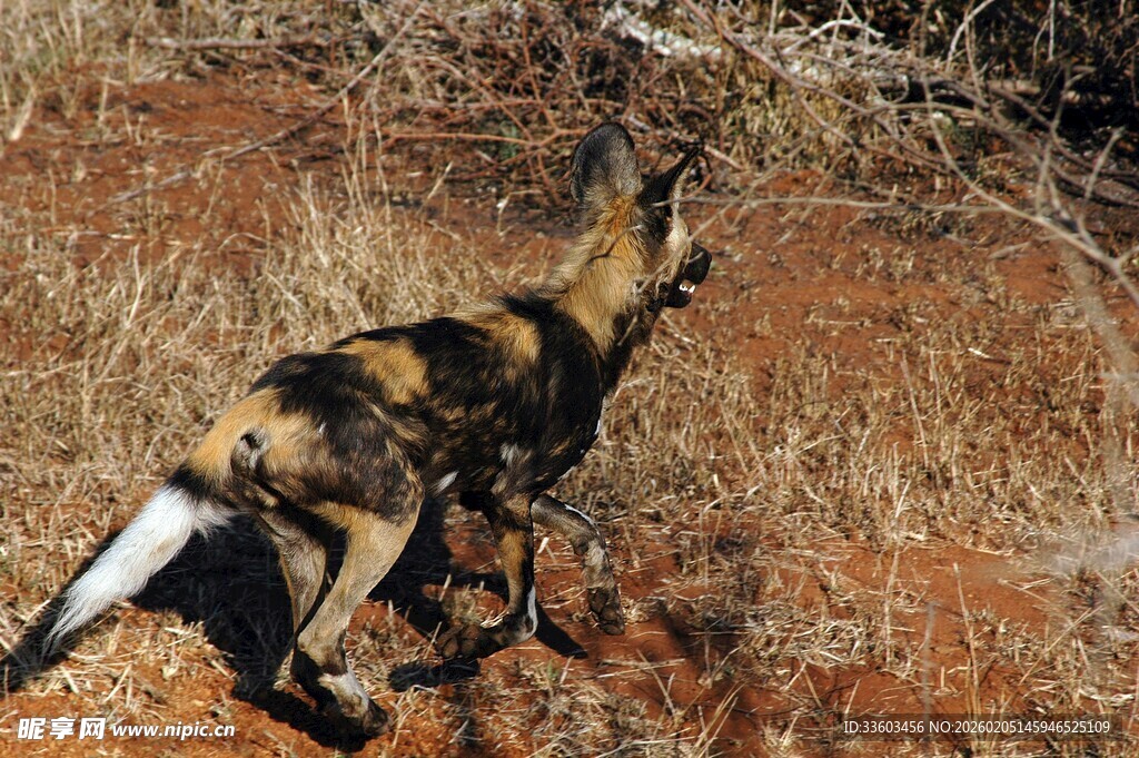 非洲野犬在荒野中奔跑