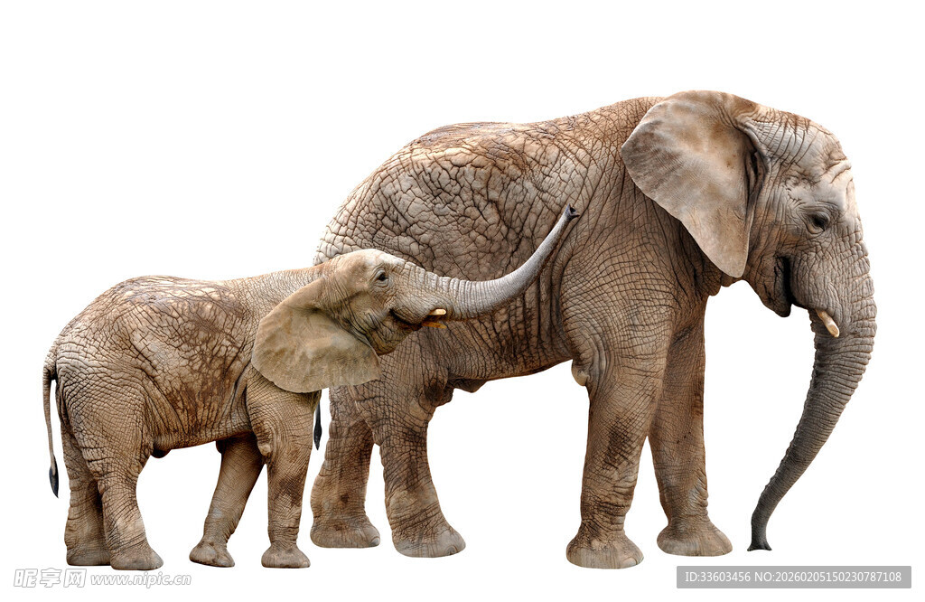 大象母子亲昵互动场景