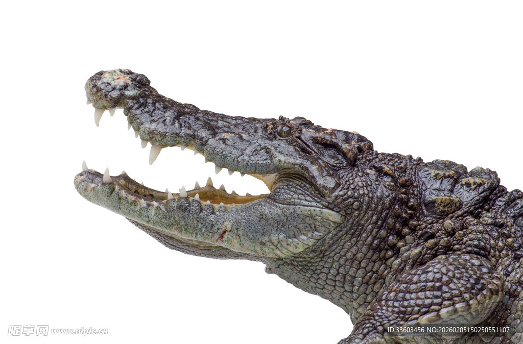 张嘴的鳄鱼特写