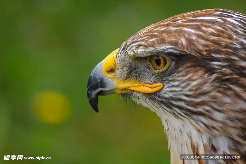 鹰的特写