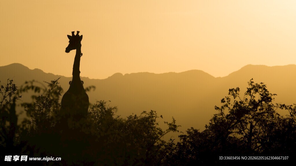 夕阳下的仙人掌与远山