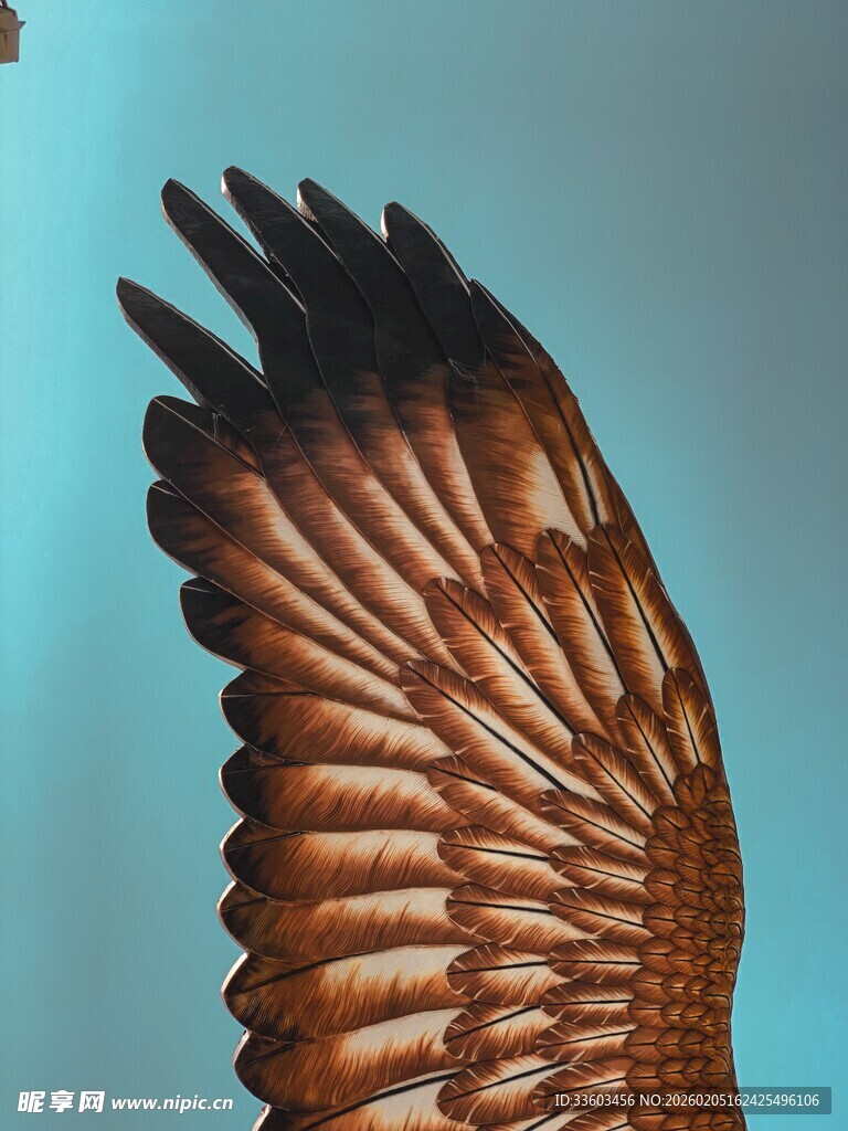 展翅雄鹰的羽翼特写