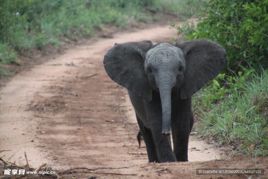 小路上行走的可爱小象