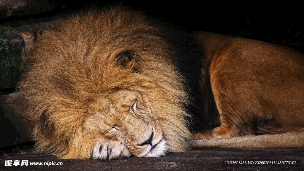 沉睡的雄狮