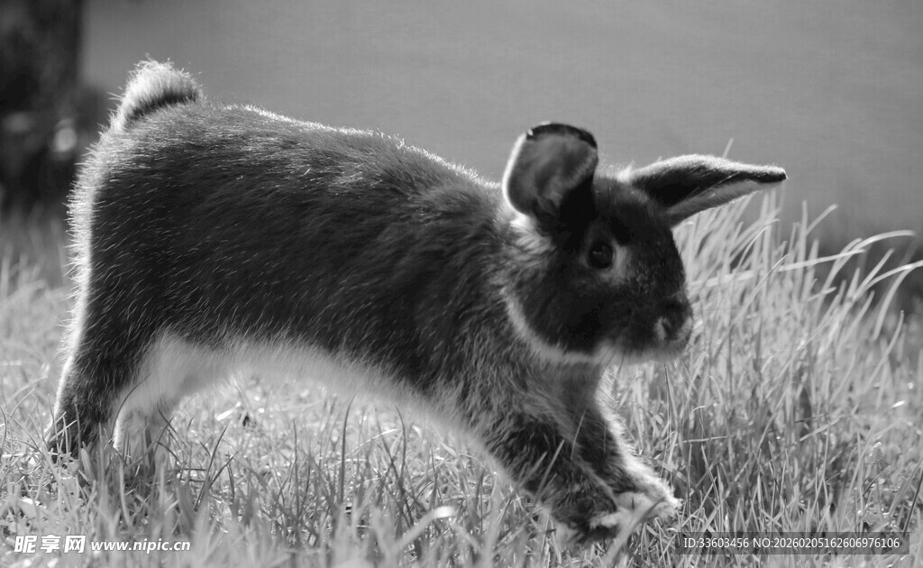 草地上奔跑的可爱兔子