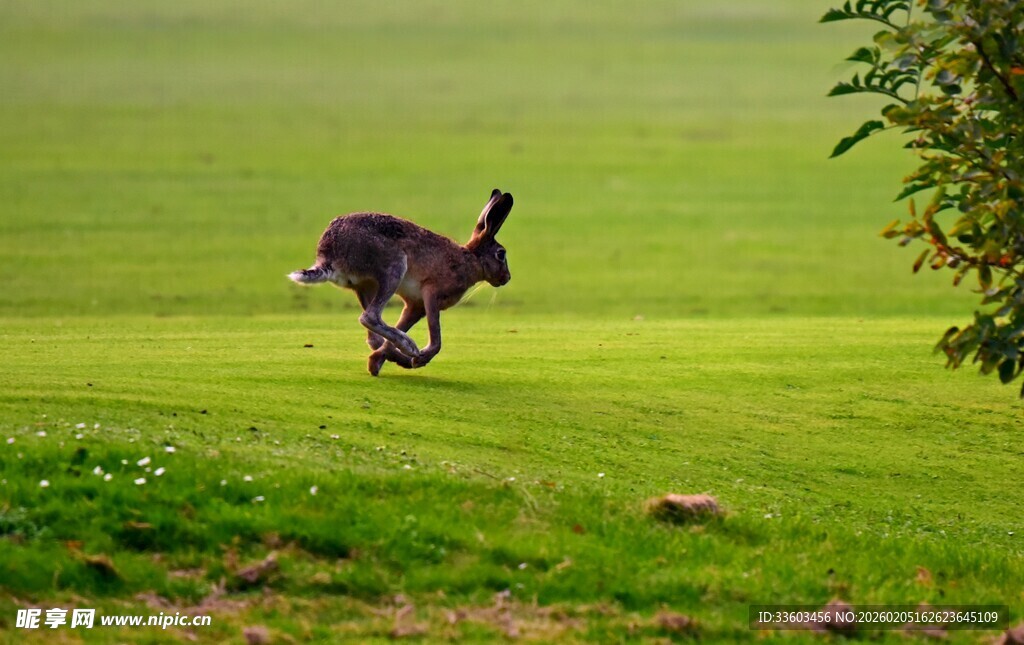 草地上奔跑的野兔