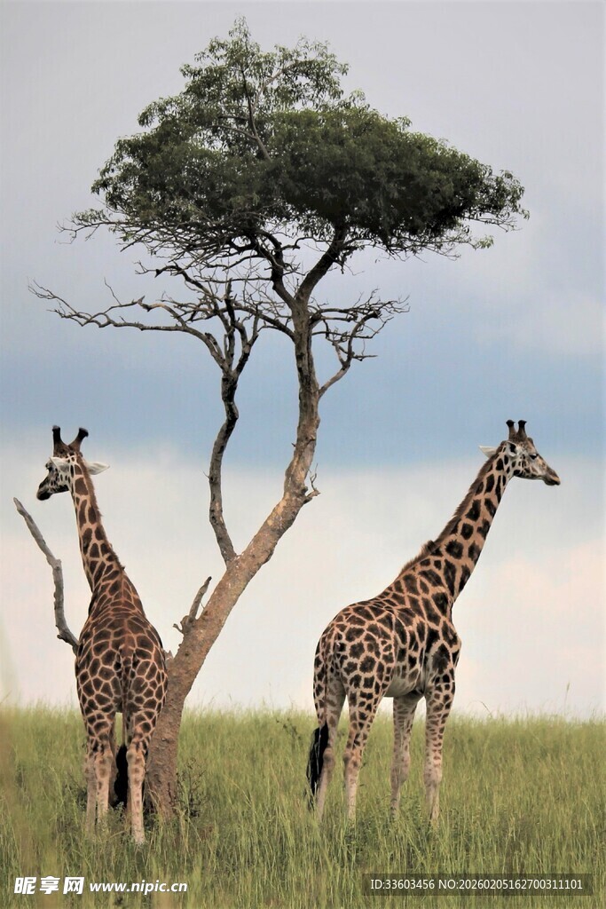 草原上的长颈鹿与孤树