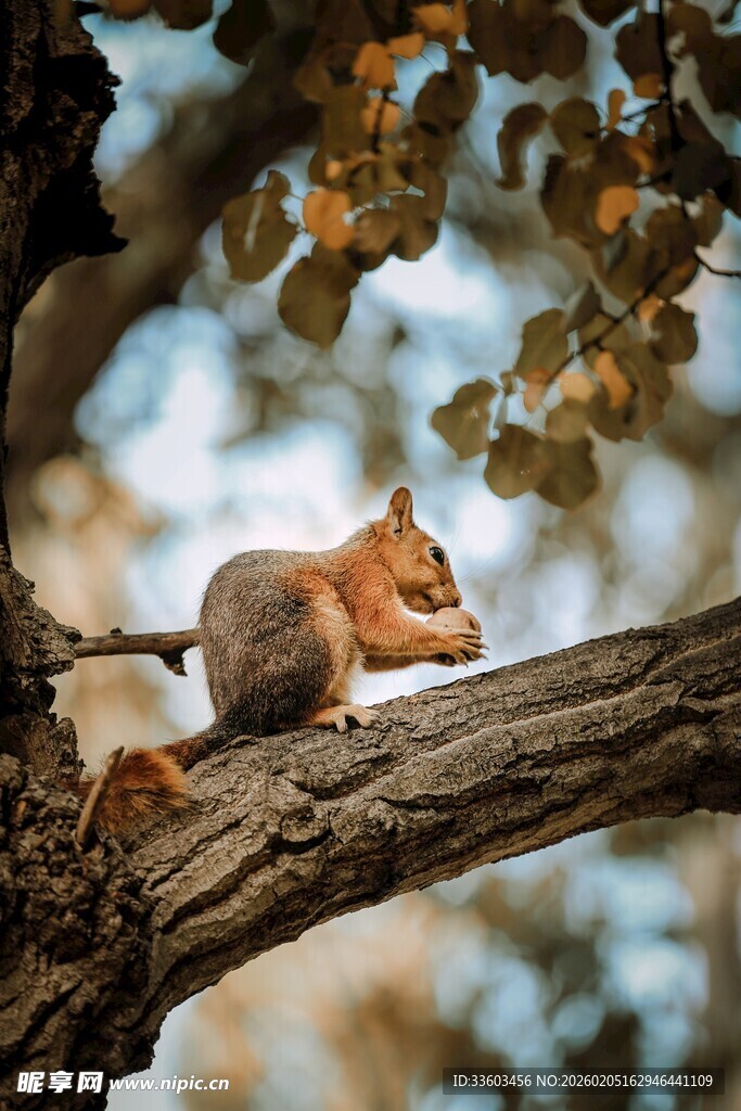 树枝上的可爱小松鼠