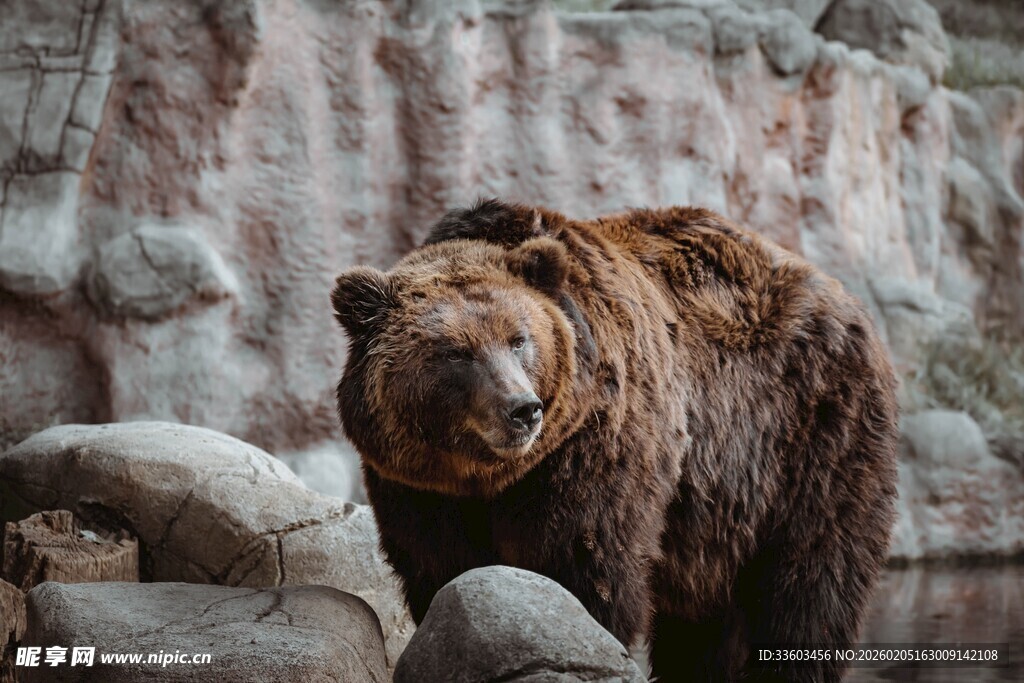 动物园中的棕熊