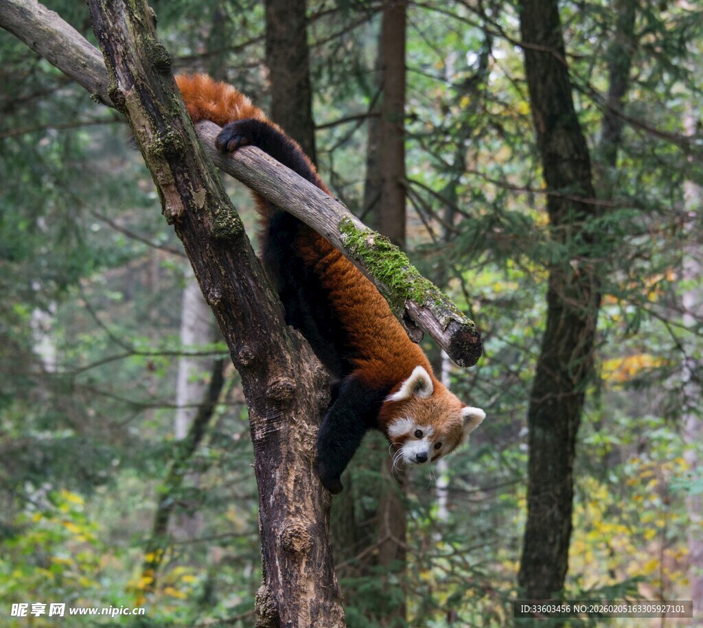 小熊猫树上休憩