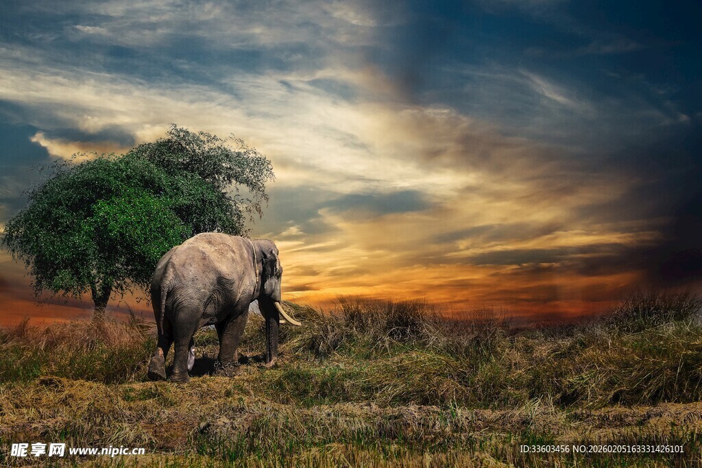 夕阳下草原上的孤独大象
