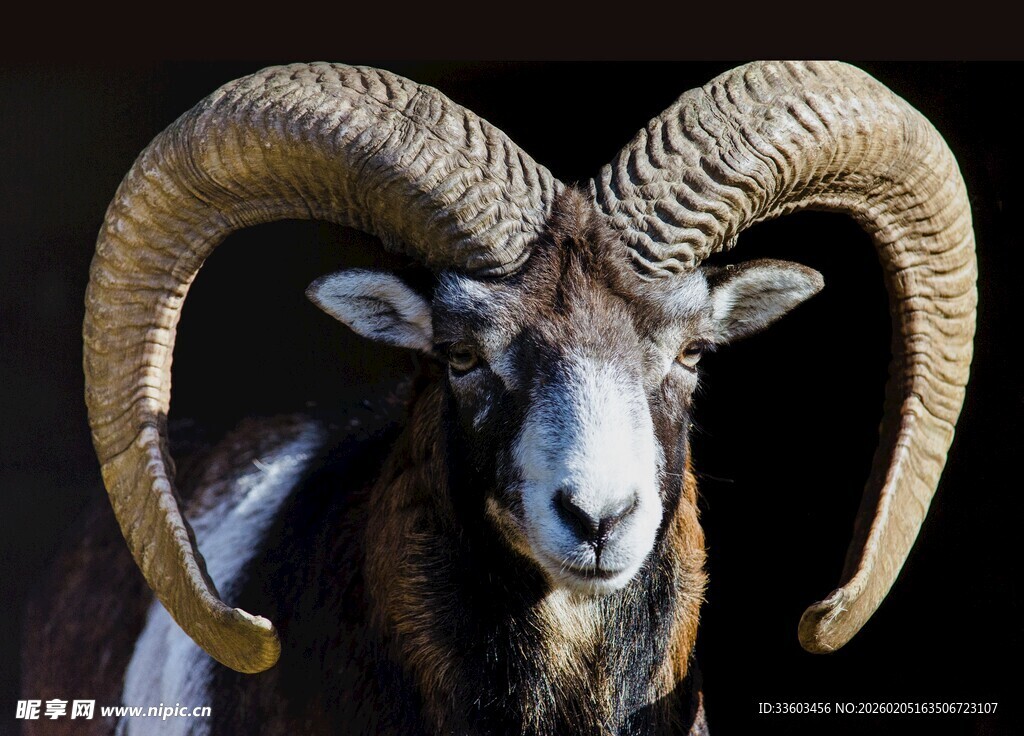 大角盘羊特写