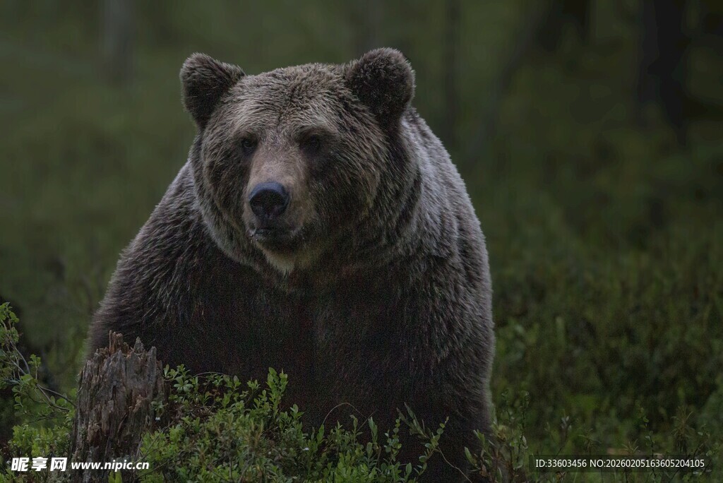 森林中的棕熊