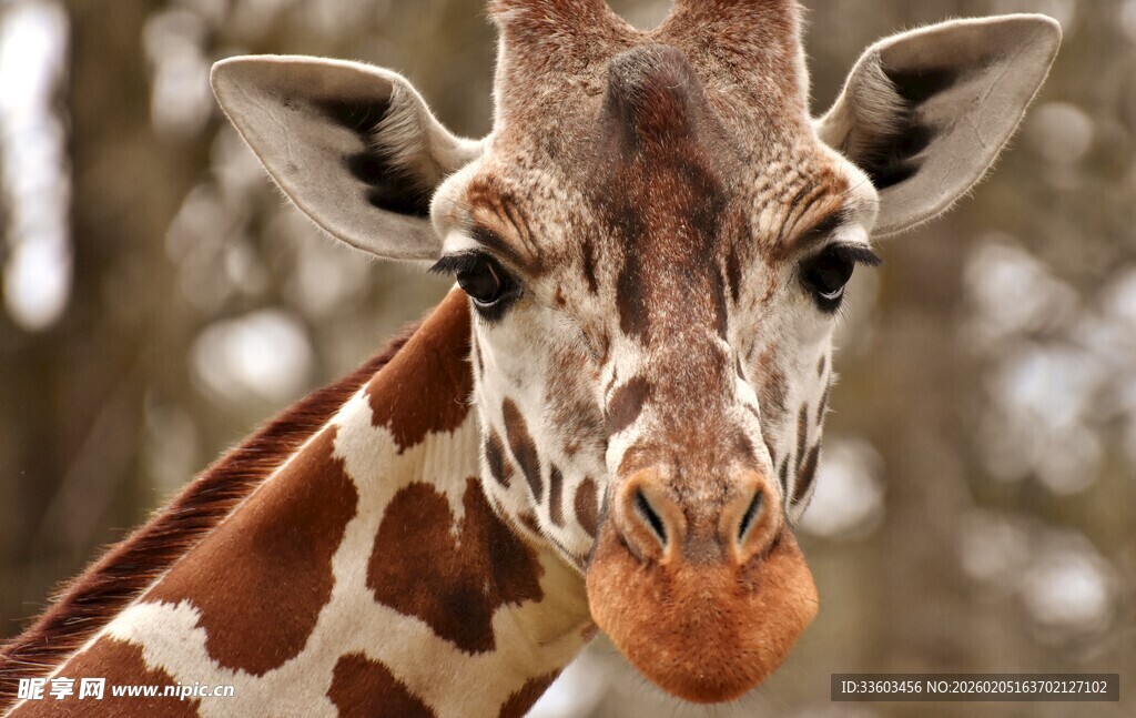 可爱长颈鹿特写
