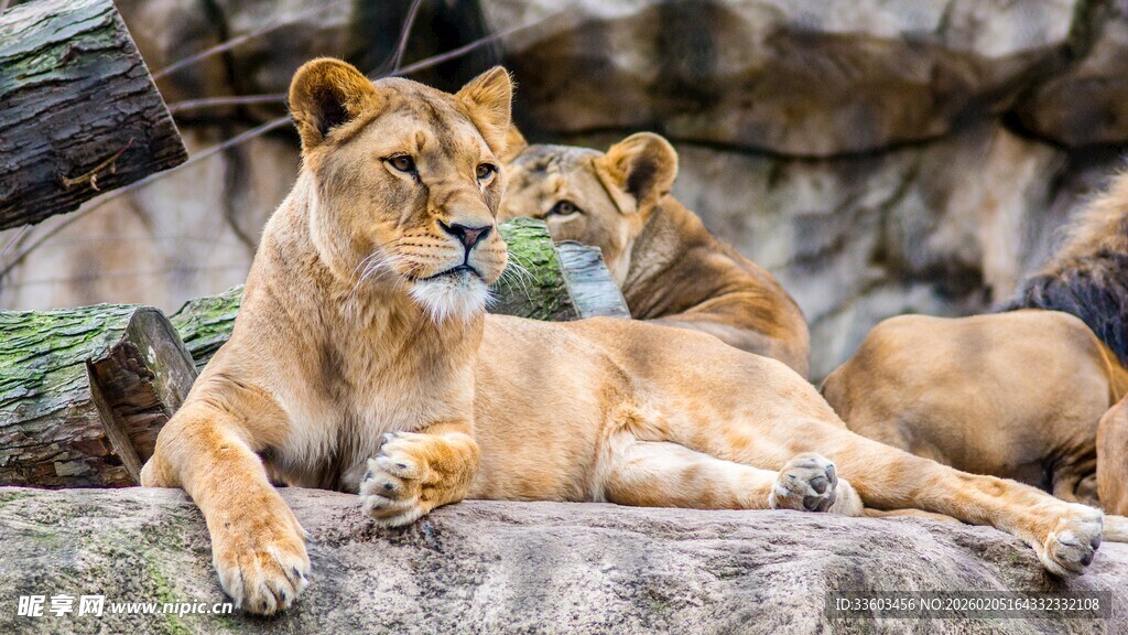 休憩中的母狮与幼狮