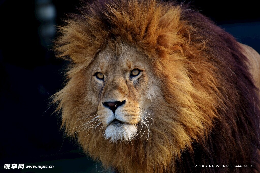 威风凛凛的雄狮