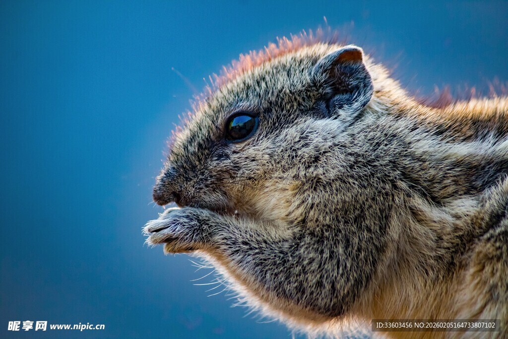 进食中的可爱松鼠