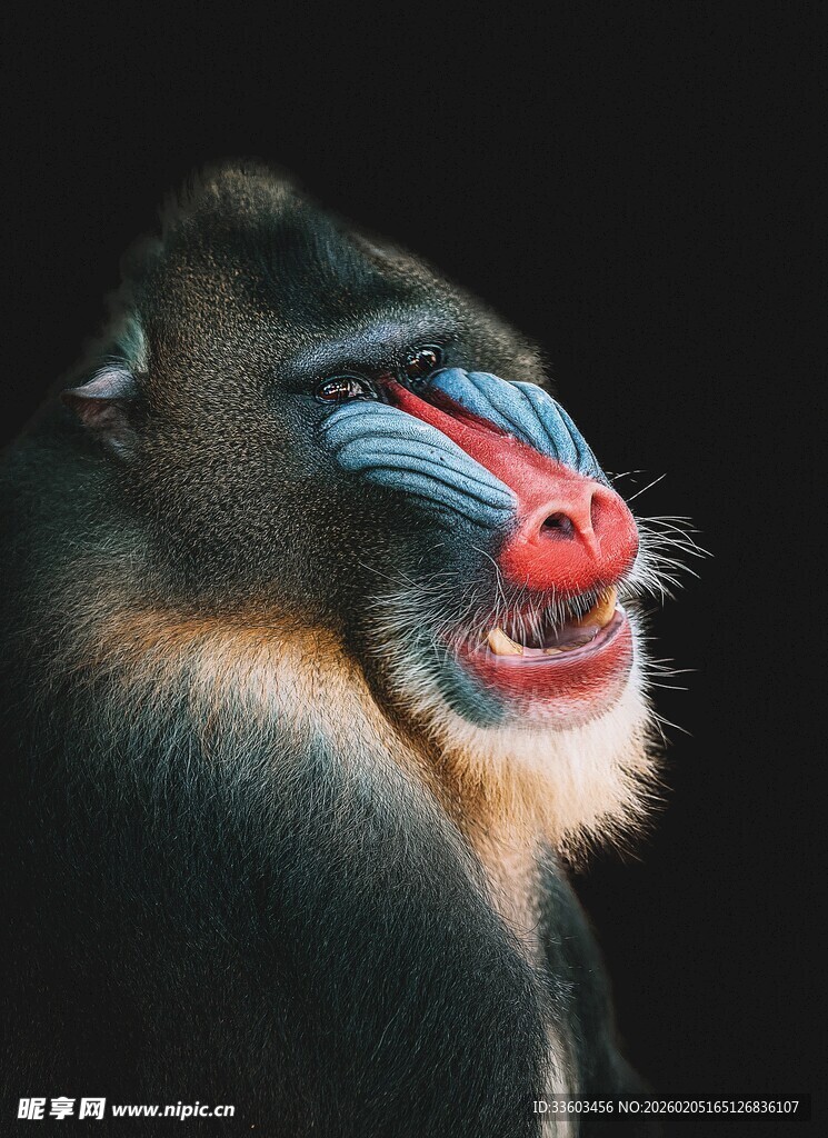 色彩斑斓的山魈