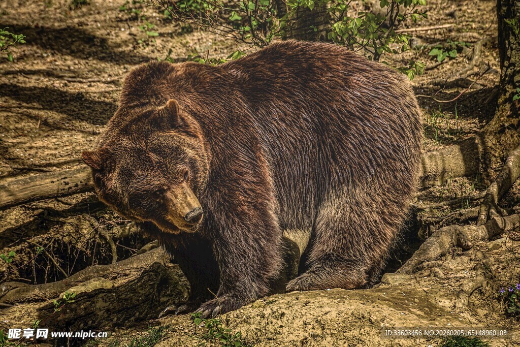 森林中的棕熊