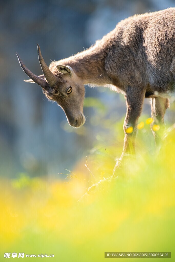 山间觅食的野山羊