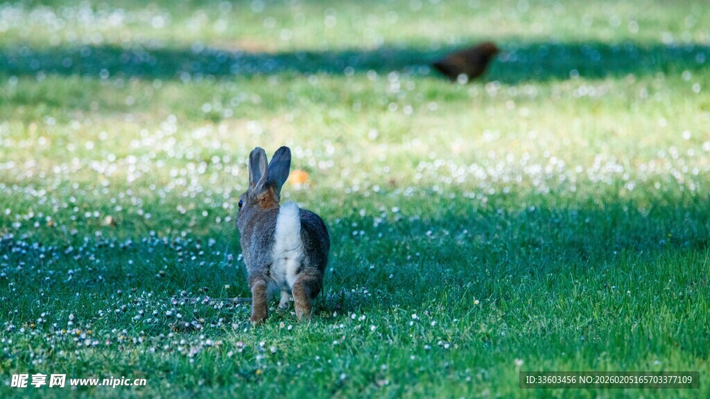 草地上站立的可爱野兔