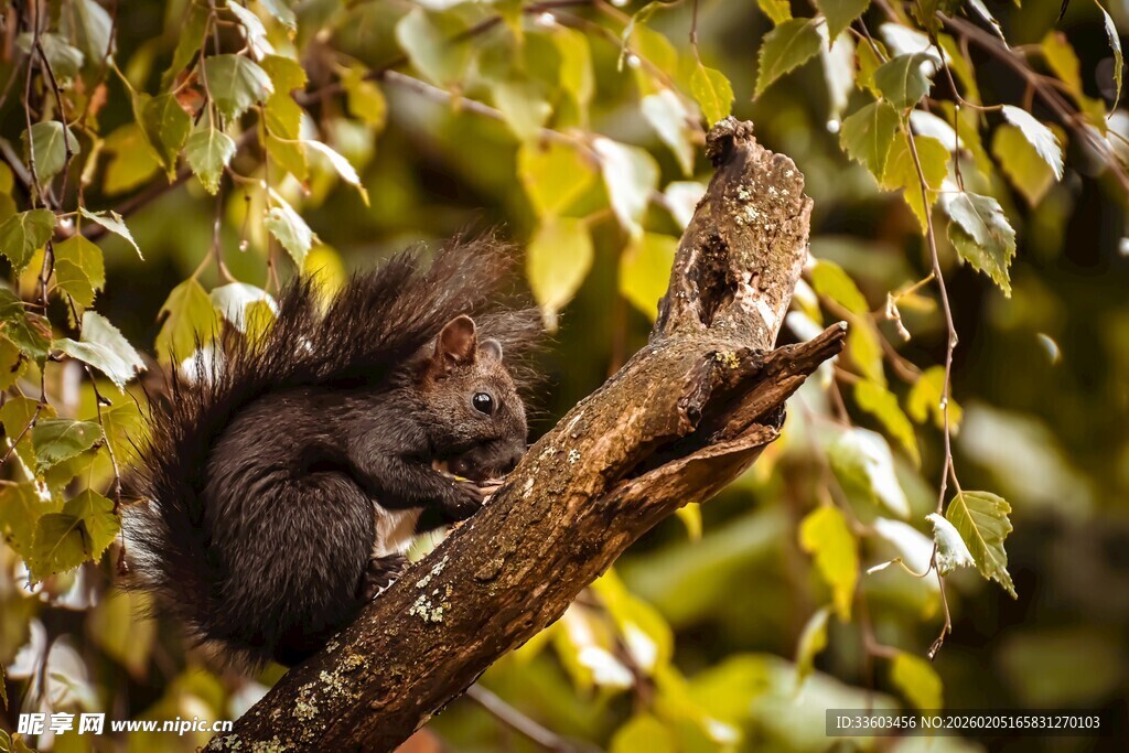 树枝上的可爱松鼠