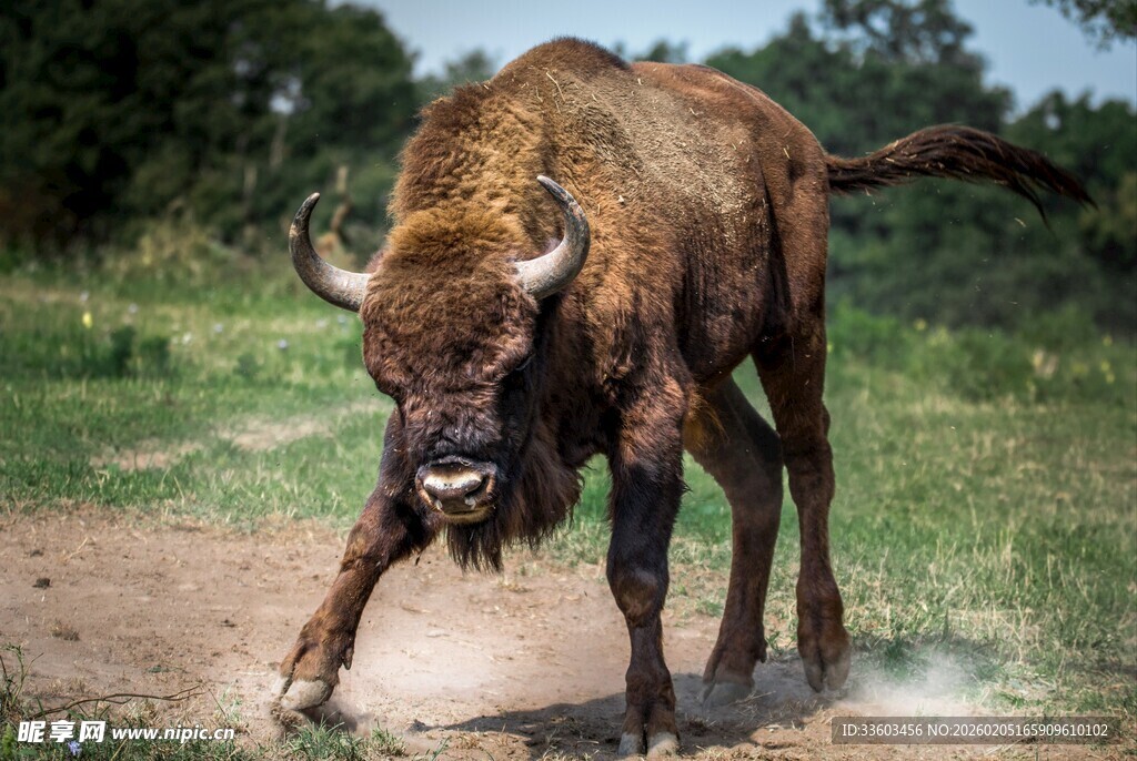野牛奔跑扬起尘土