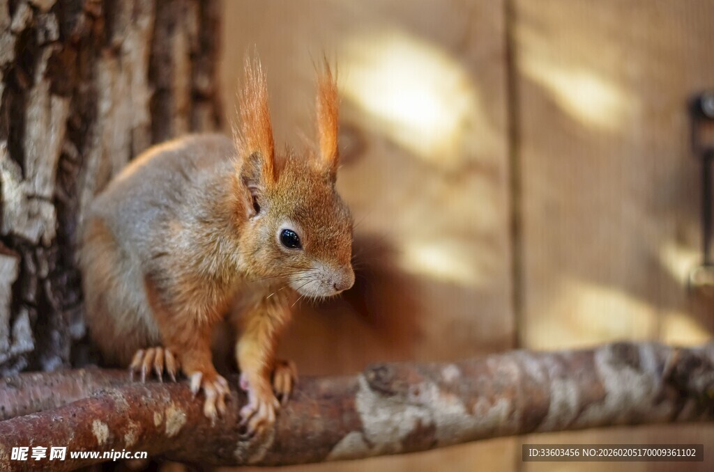 树干旁的可爱松鼠