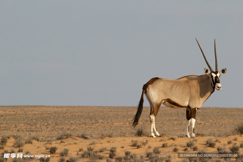 沙漠中的长角羚羊