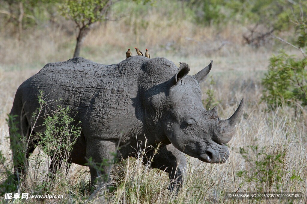 草原上的独角犀牛