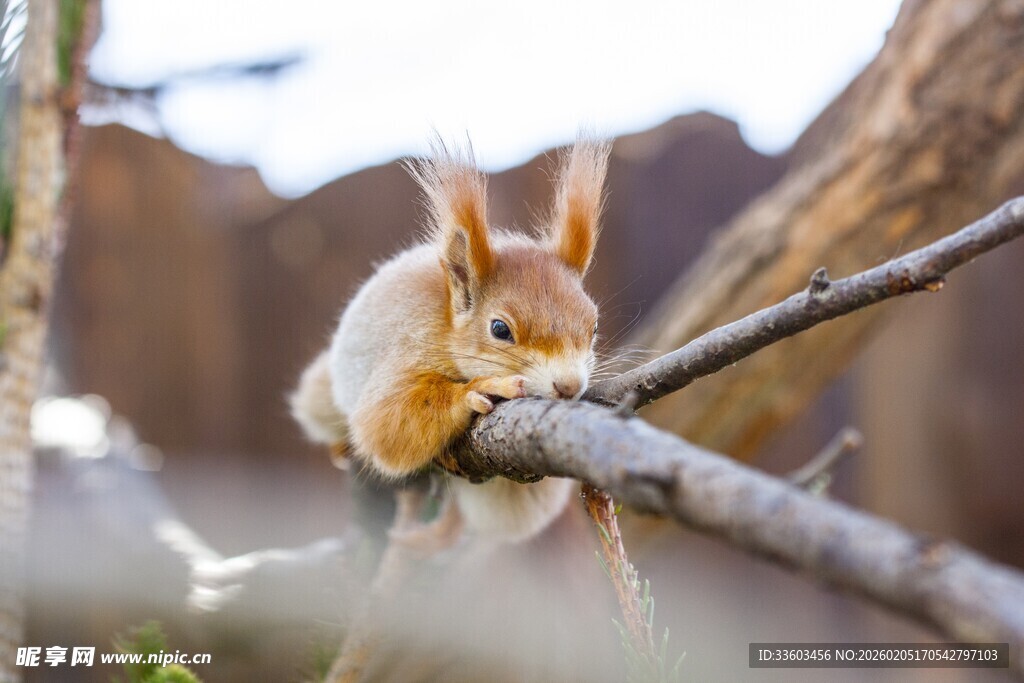 可爱松鼠趴树枝