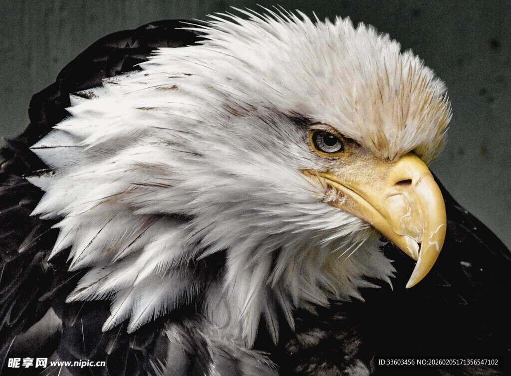 白头海雕特写
