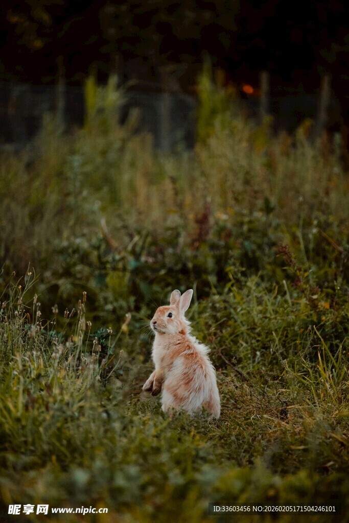 草地上站立的可爱小兔子