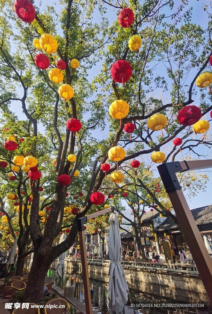 惠山古镇的树美化