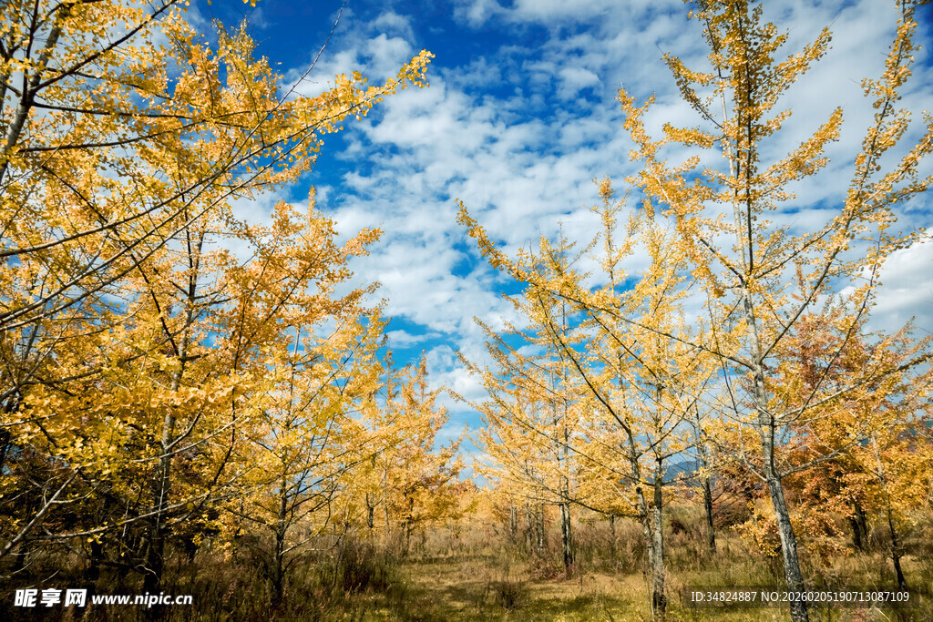 秋日金黄树林美景