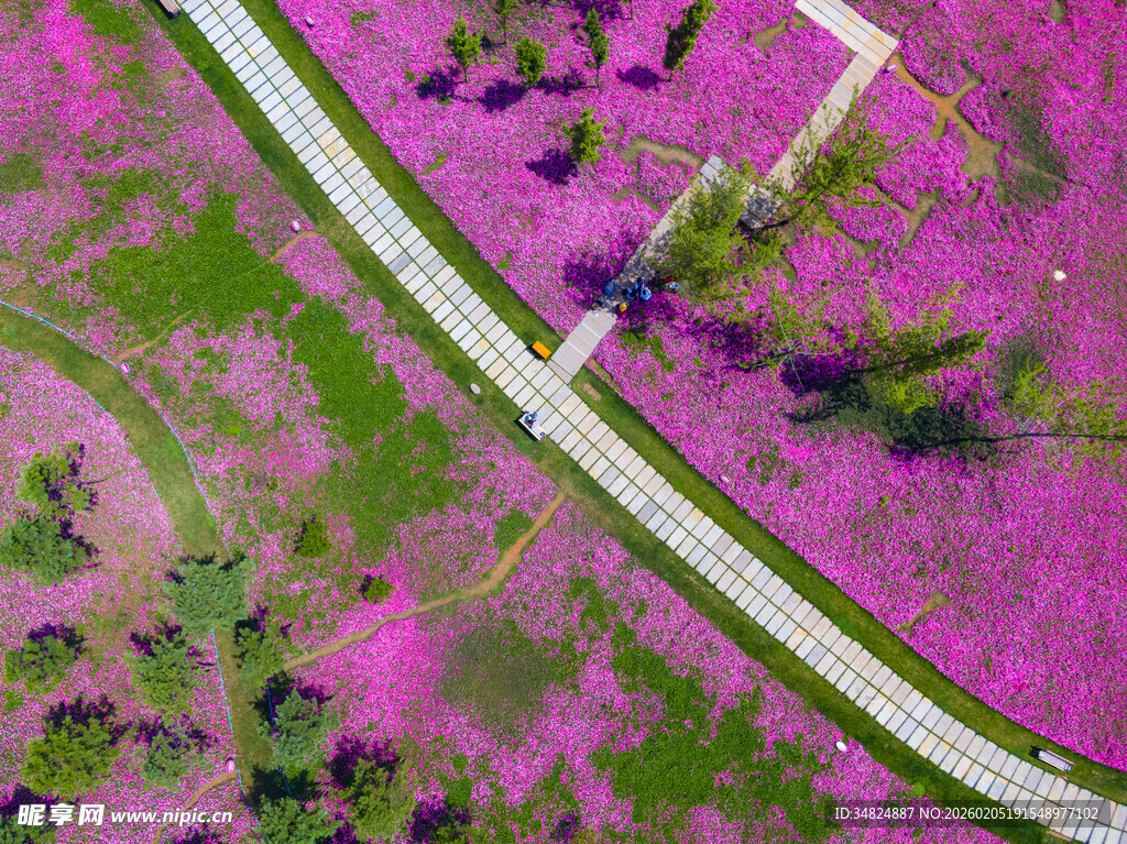 航拍紫色花海中的道路