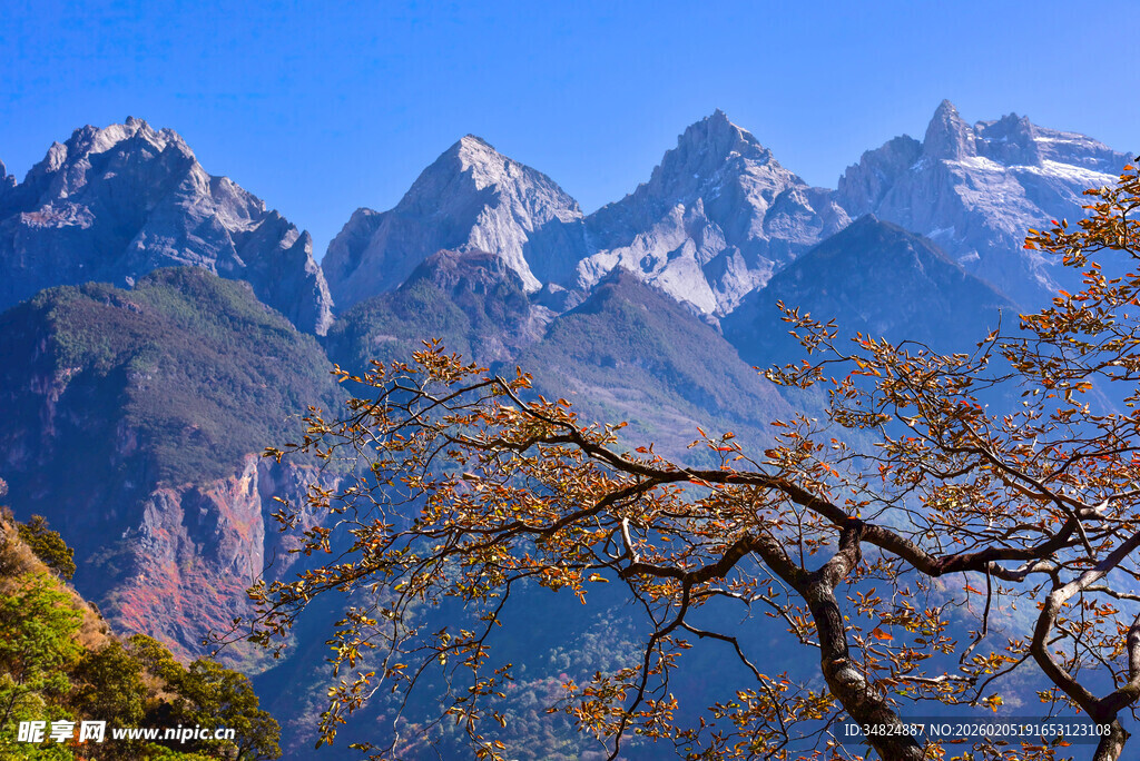 巍峨雪山旁的枯树景观