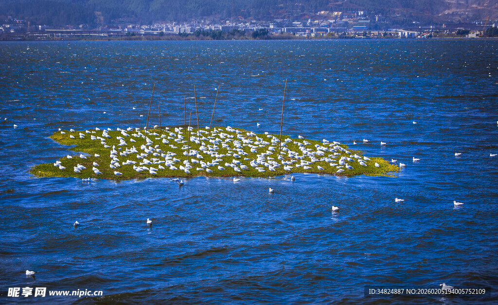 海面上的鸟类聚集群