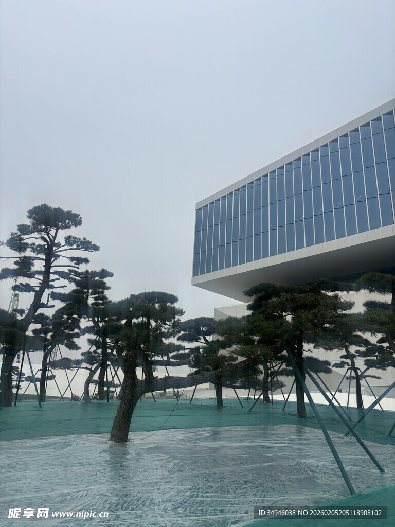 现代建筑与景观树木