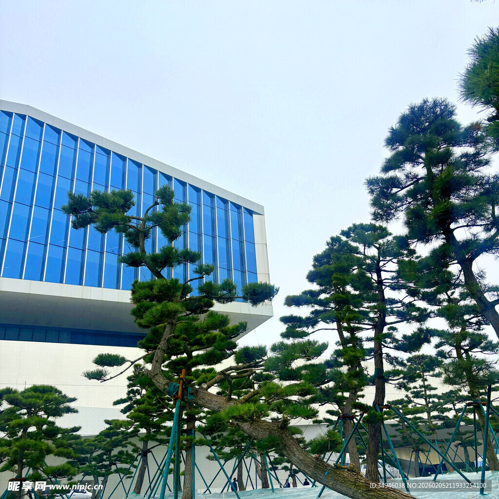 现代建筑旁的挺拔松树
