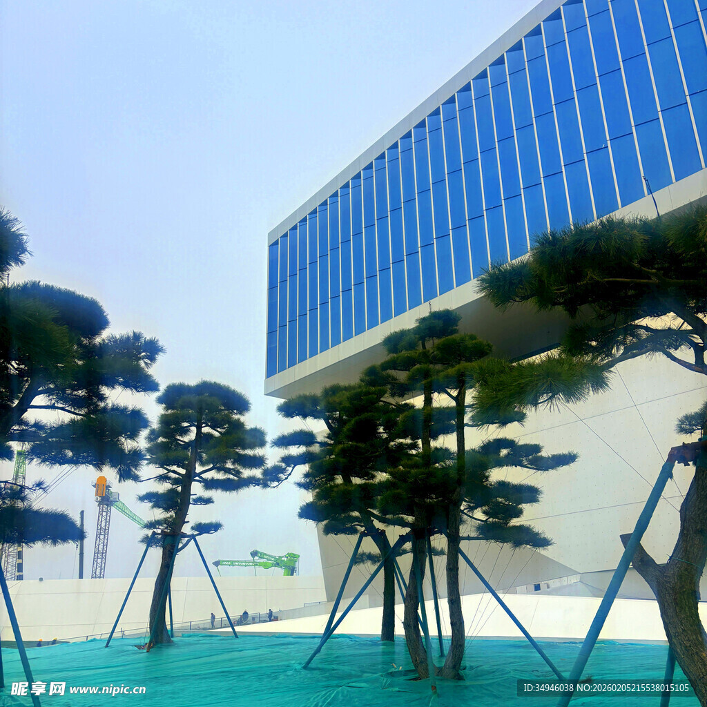 现代建筑旁的精致造型树木