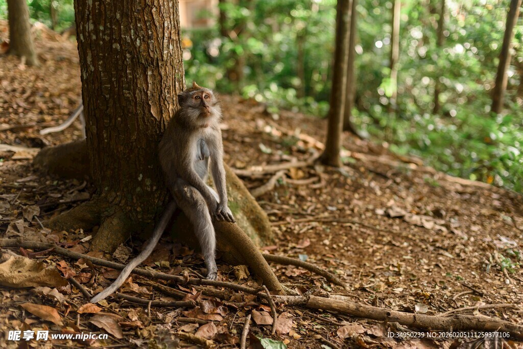 林间猴子独坐大树旁