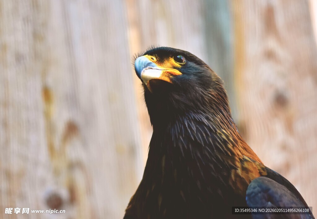 凝视的黑羽猛禽